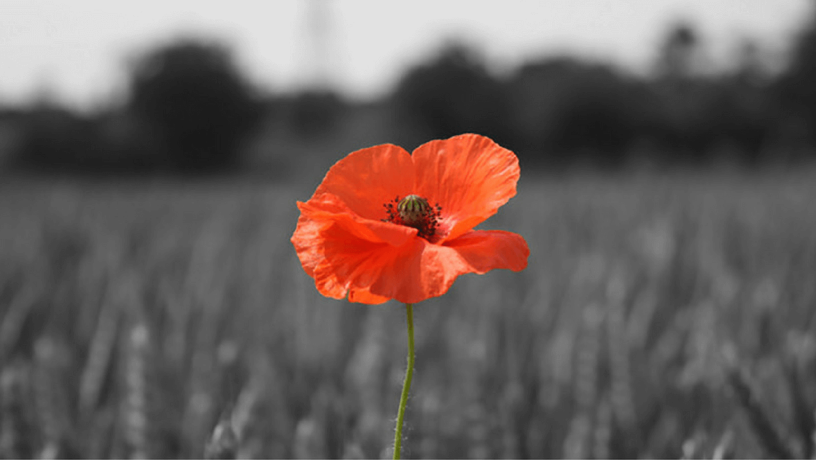 STANDARD’s 2018 Remembrance Day